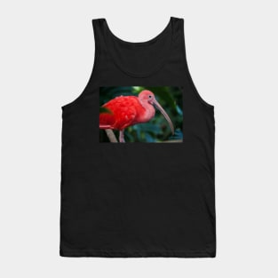 Ibis Tank Top